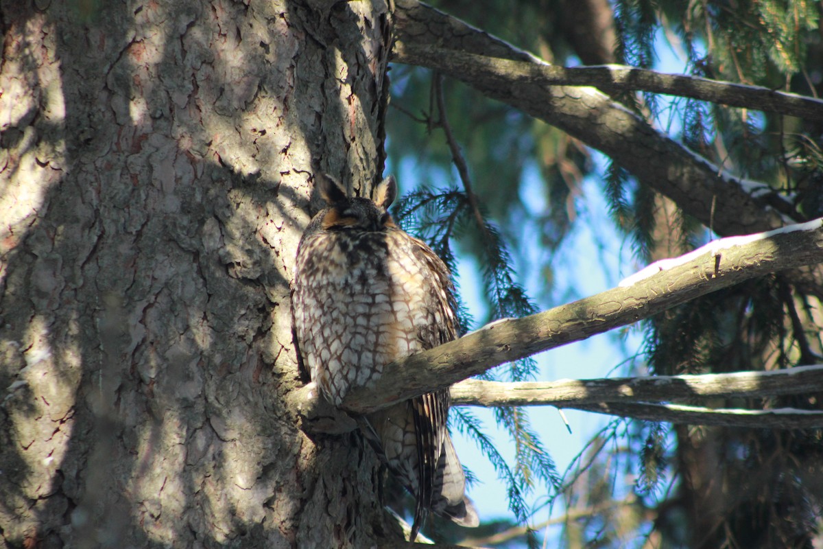 Long-eared Owl - ML159077961