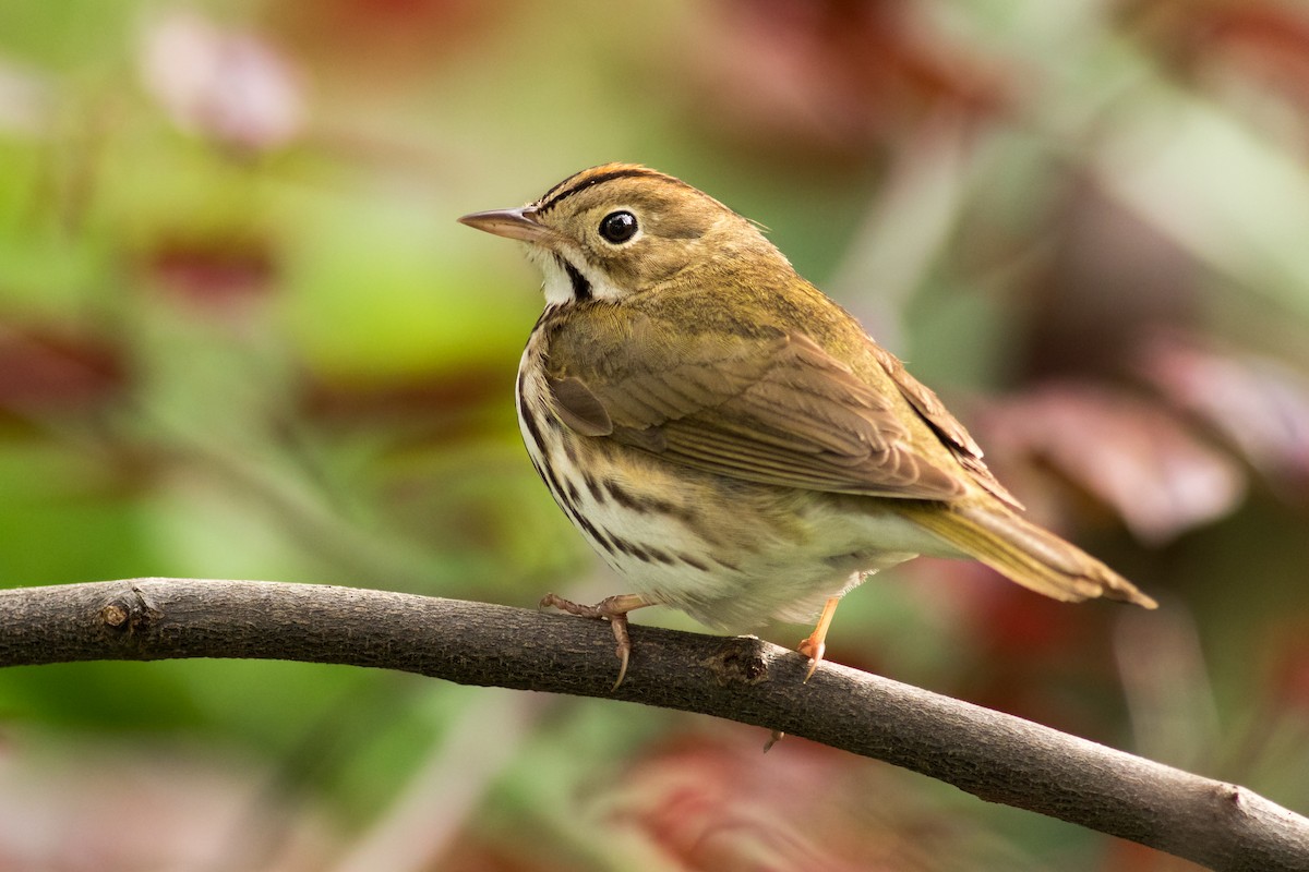 Ovenbird - August Davidson-Onsgard