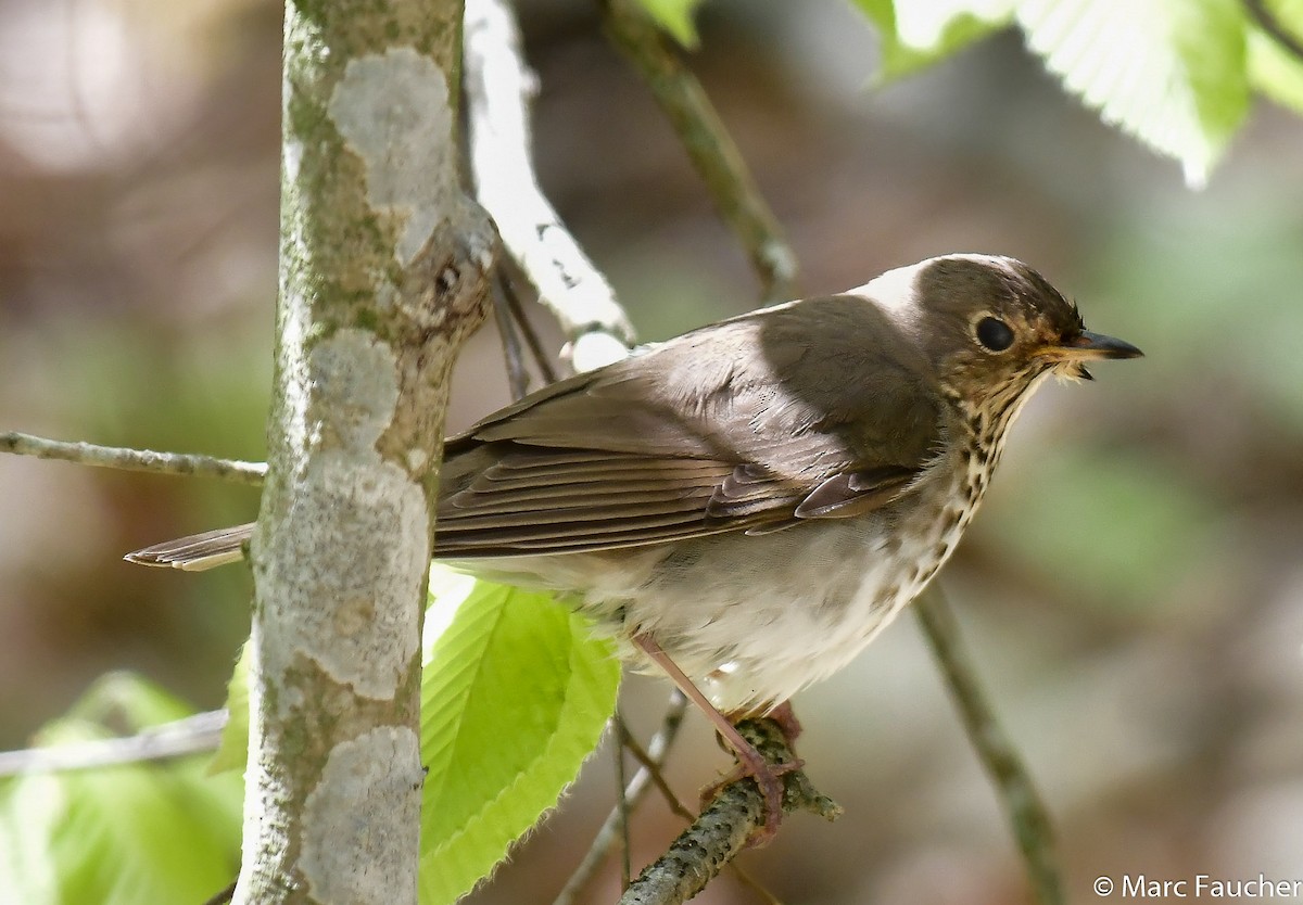 Swainson's Thrush - ML159081261