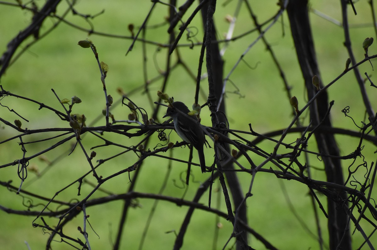 Least Flycatcher - ML159081881