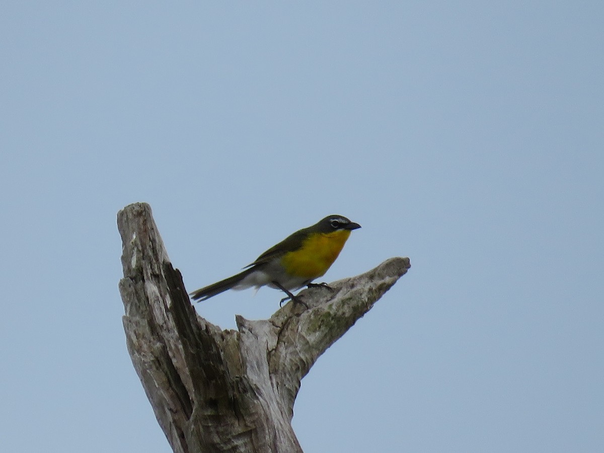 Yellow-breasted Chat - ML159083711