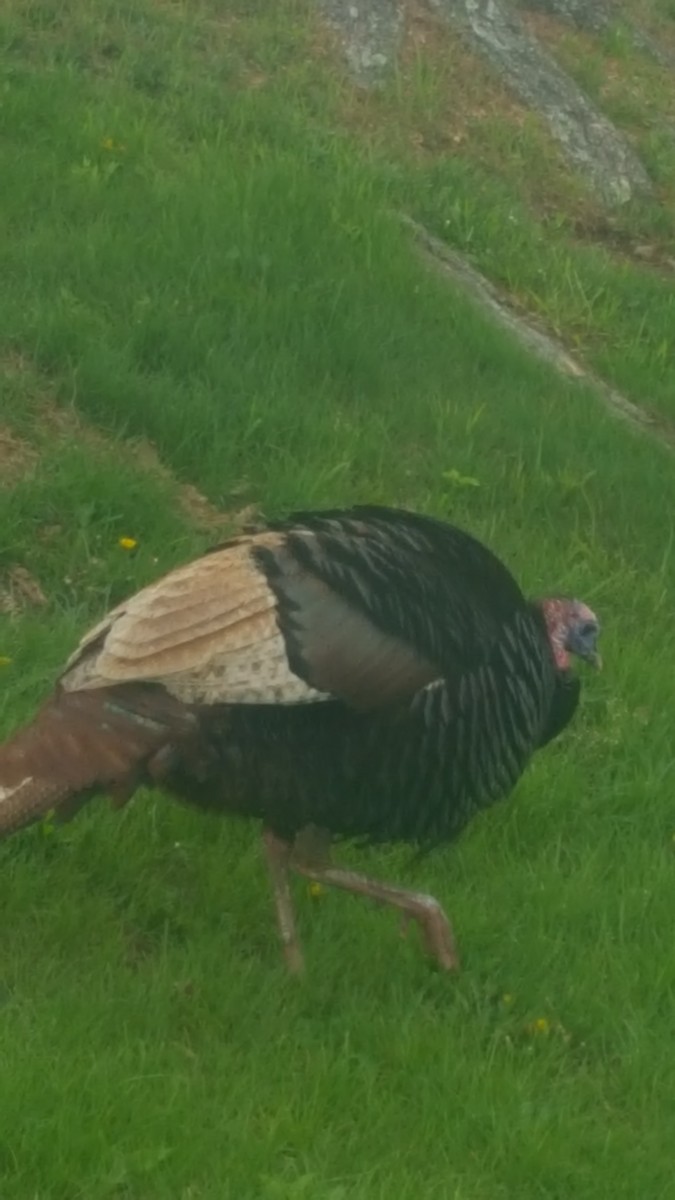 Wild Turkey - ML159086701