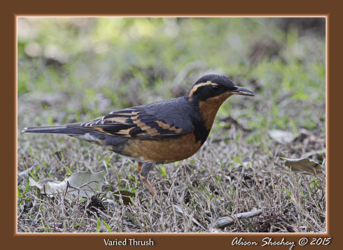 Varied Thrush - ML159086741