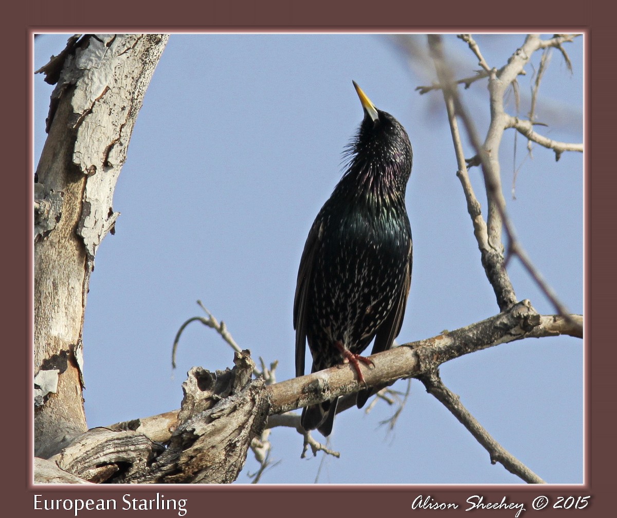 European Starling - ML159086901