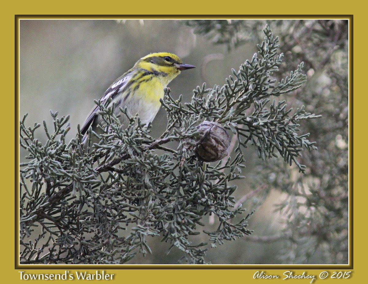 Townsend's Warbler - ML159087281