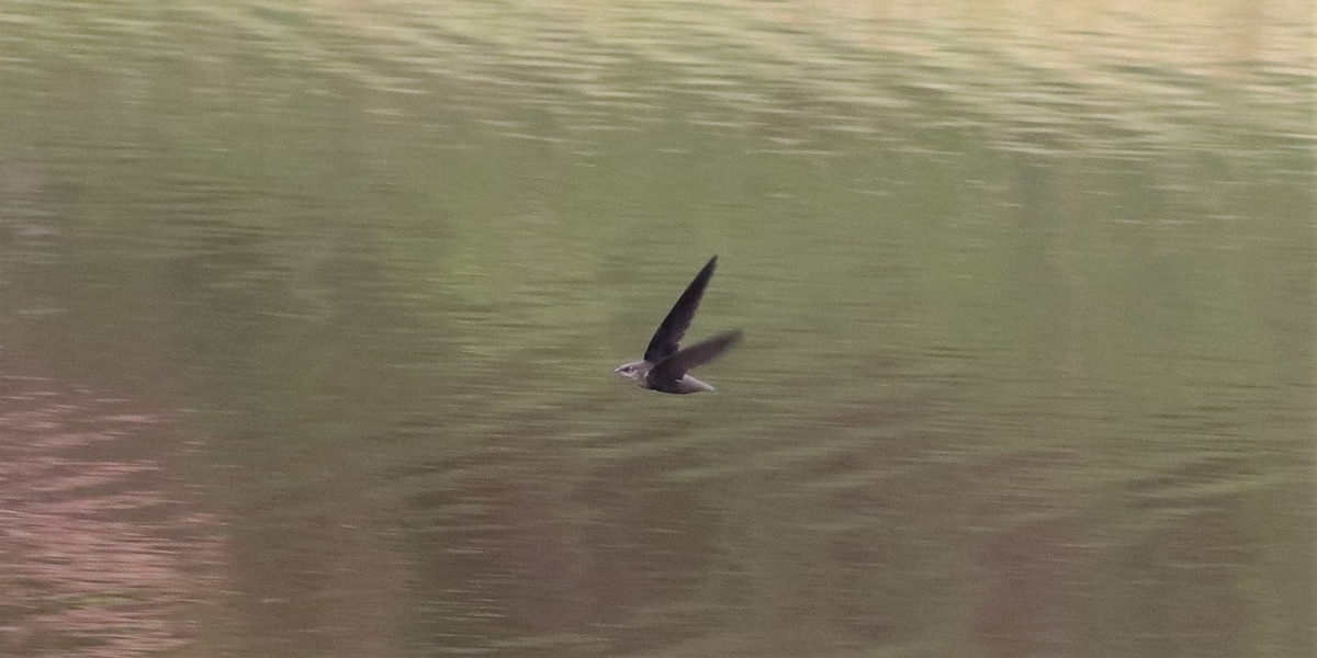 Chimney Swift - ML159087851