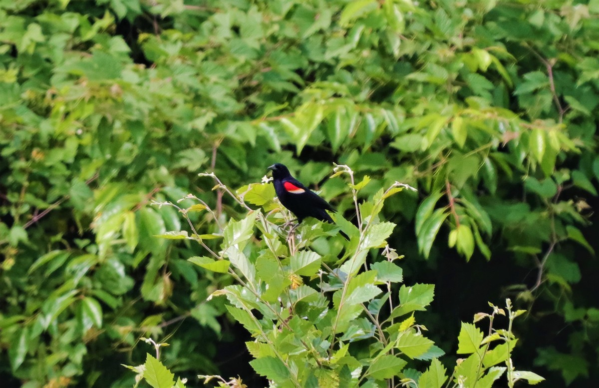 Red-winged Blackbird - Daniel Kaplan