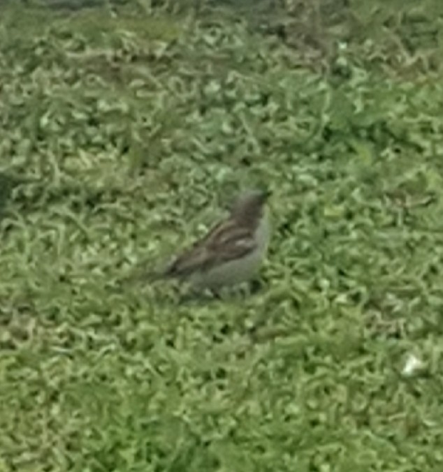 House Sparrow - ML159088111