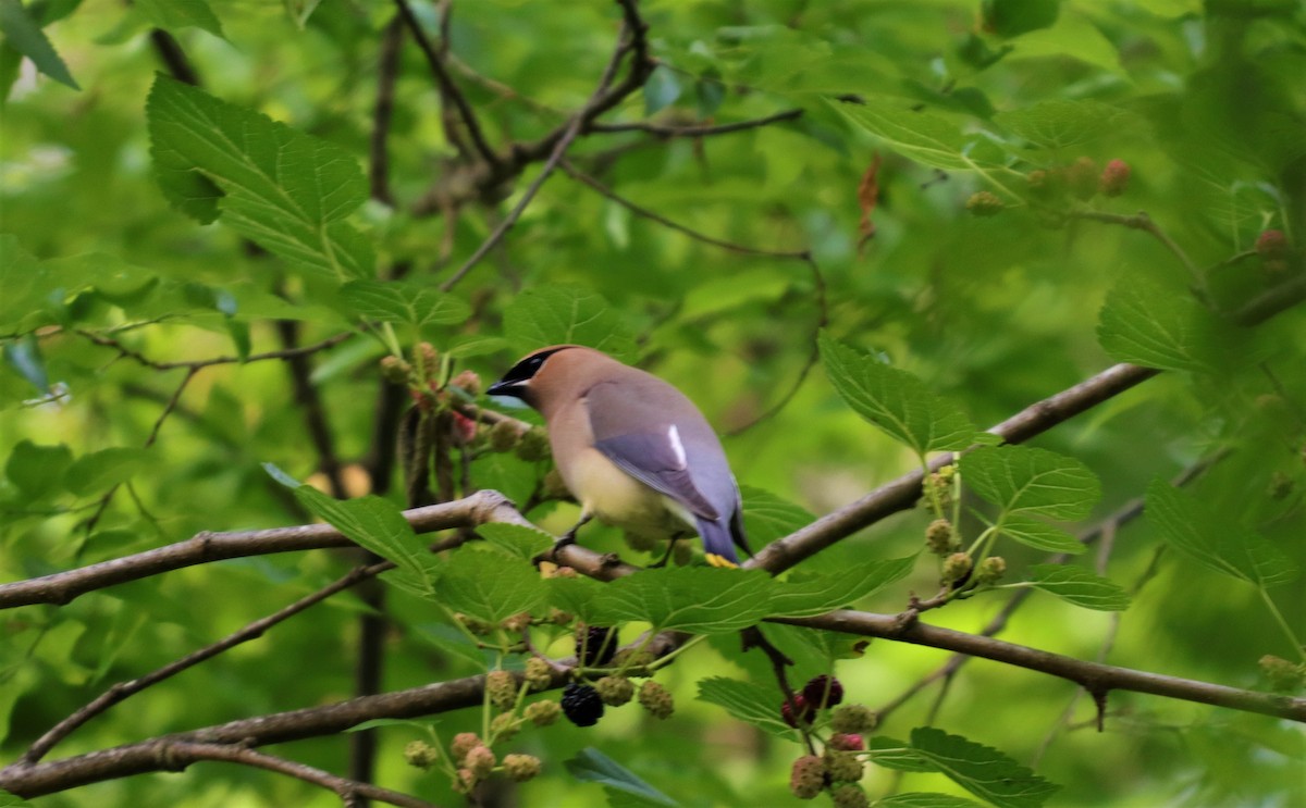 Cedar Waxwing - ML159088331