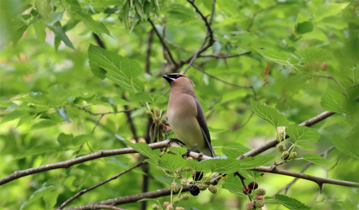 Cedar Waxwing - ML159088341