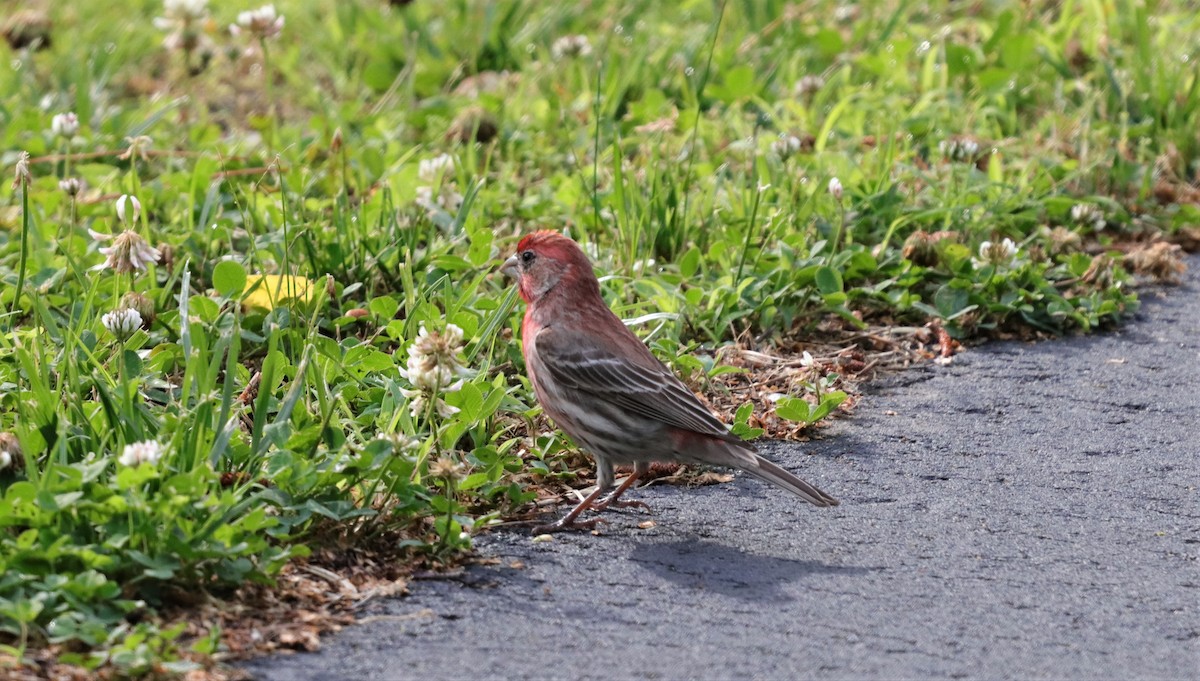 House Finch - ML159088441