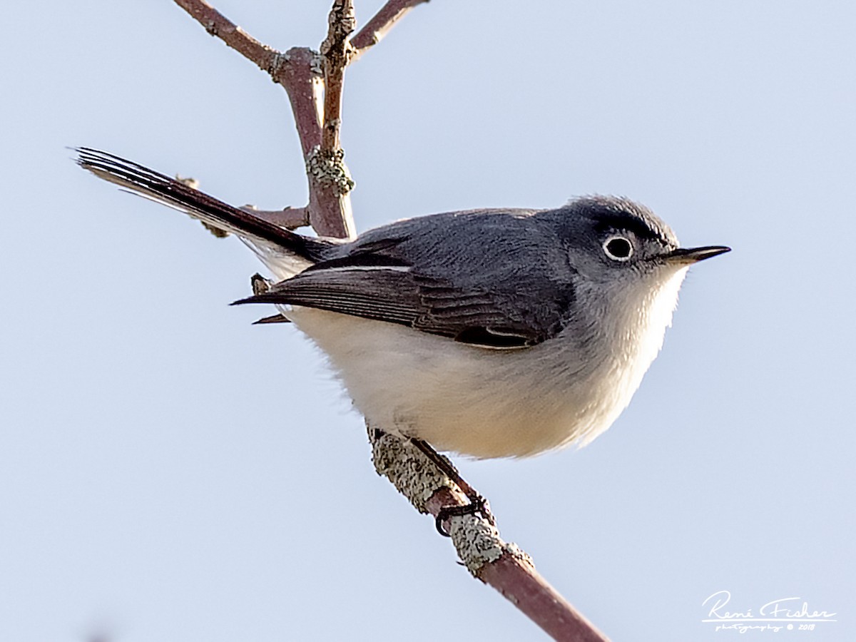 Blue-gray Gnatcatcher - ML159089481