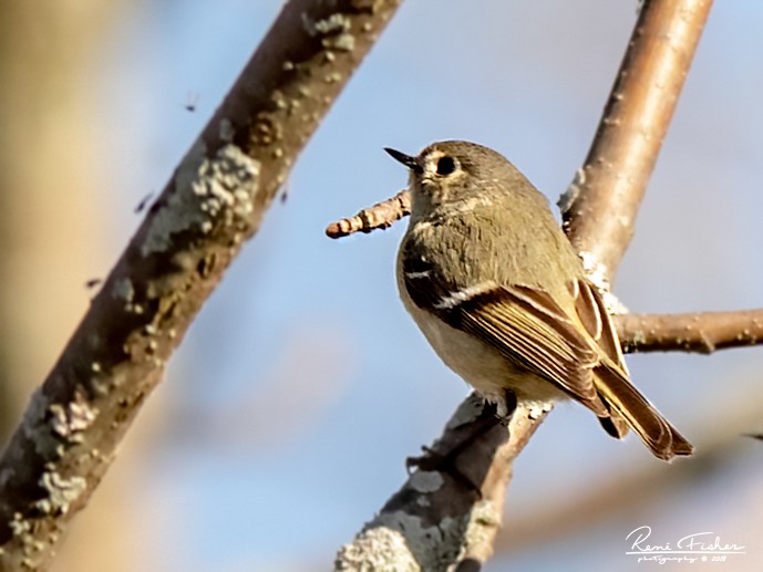 Ruby-crowned Kinglet - ML159089541