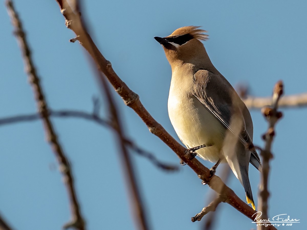 Cedar Waxwing - ML159089591