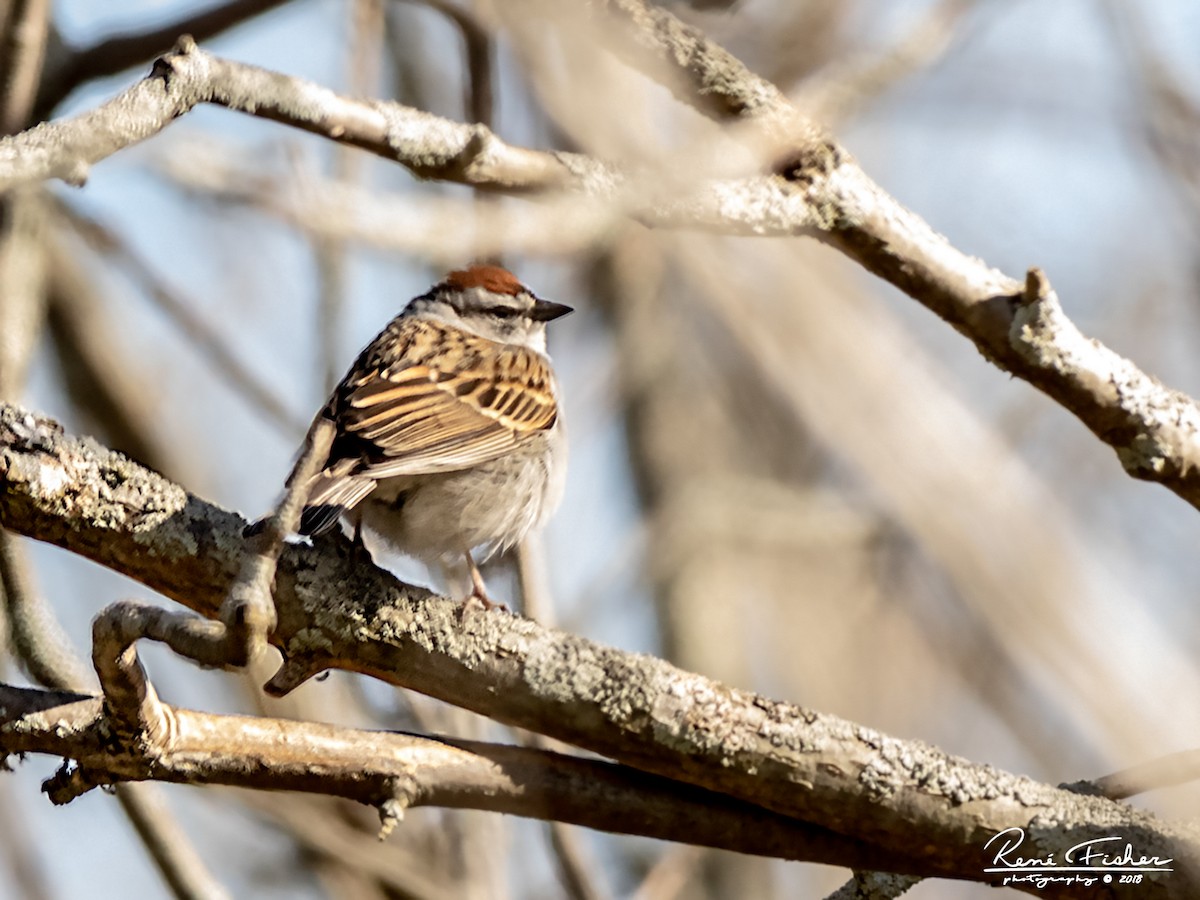 Chipping Sparrow - ML159089611