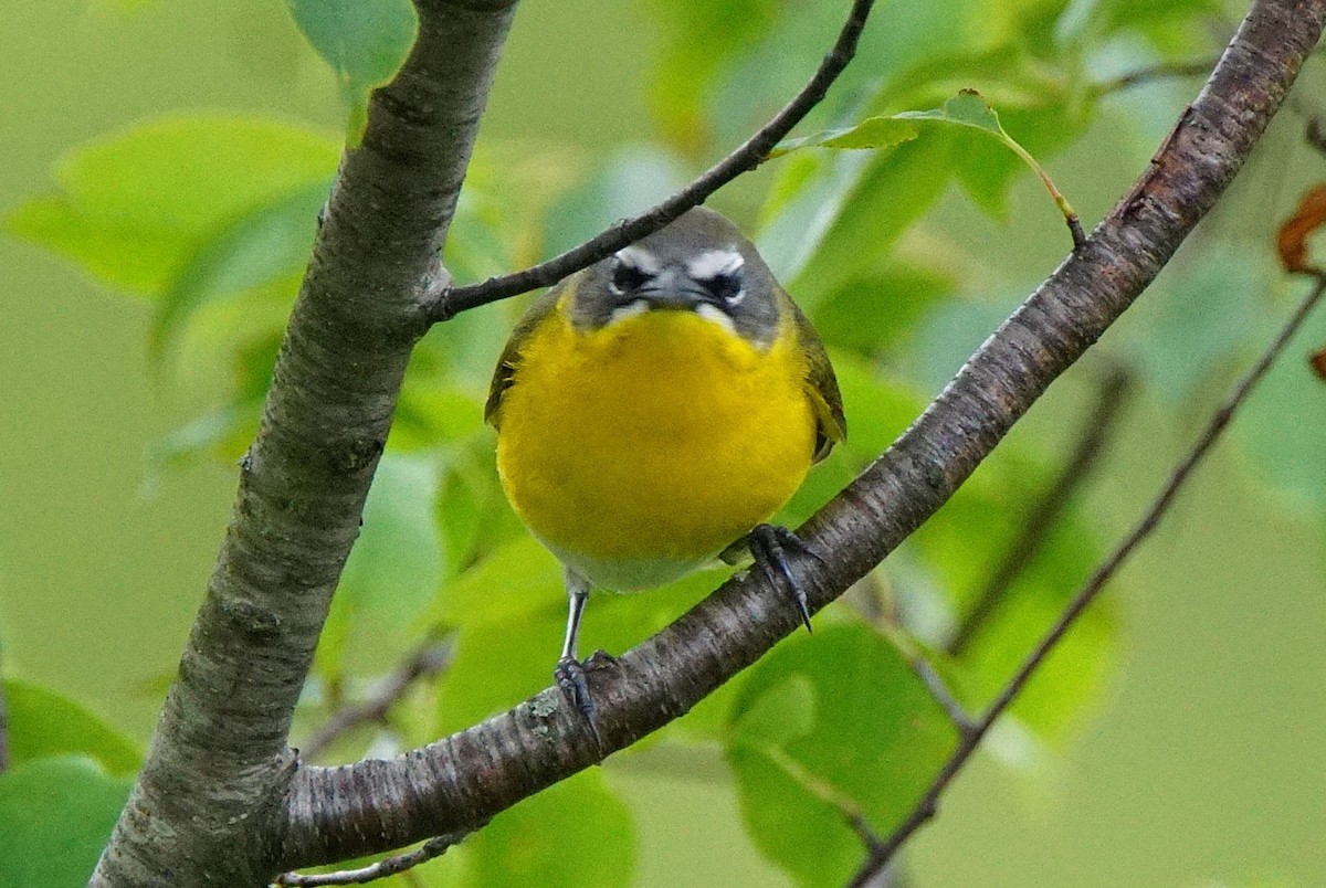 Yellow-breasted Chat - Dennis Mersky