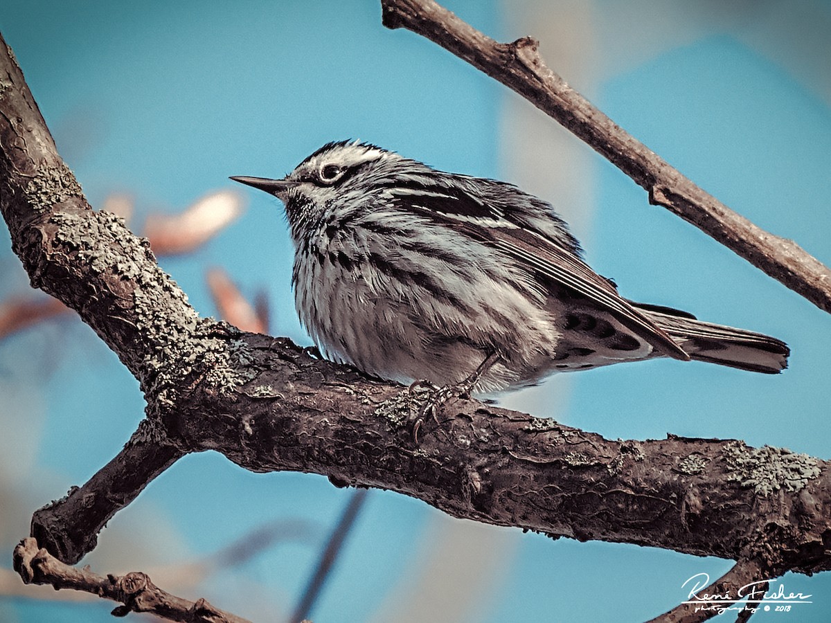 Black-and-white Warbler - ML159089661