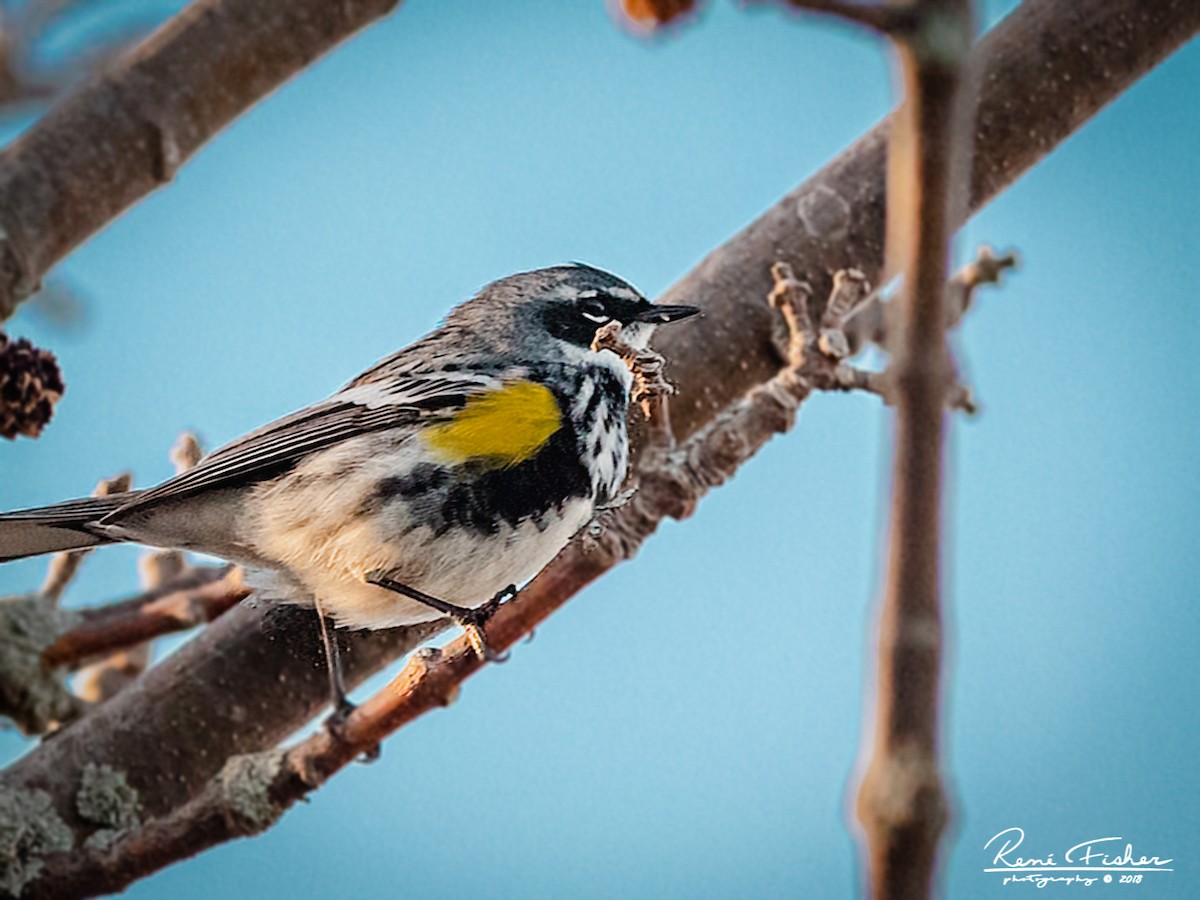 Yellow-rumped Warbler - ML159089931