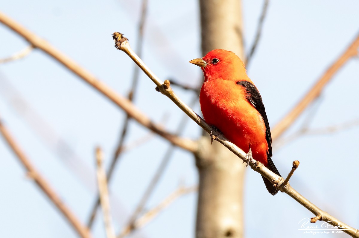 Scarlet Tanager - ML159089971