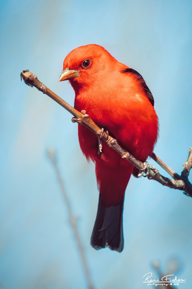 Scarlet Tanager - ML159089981