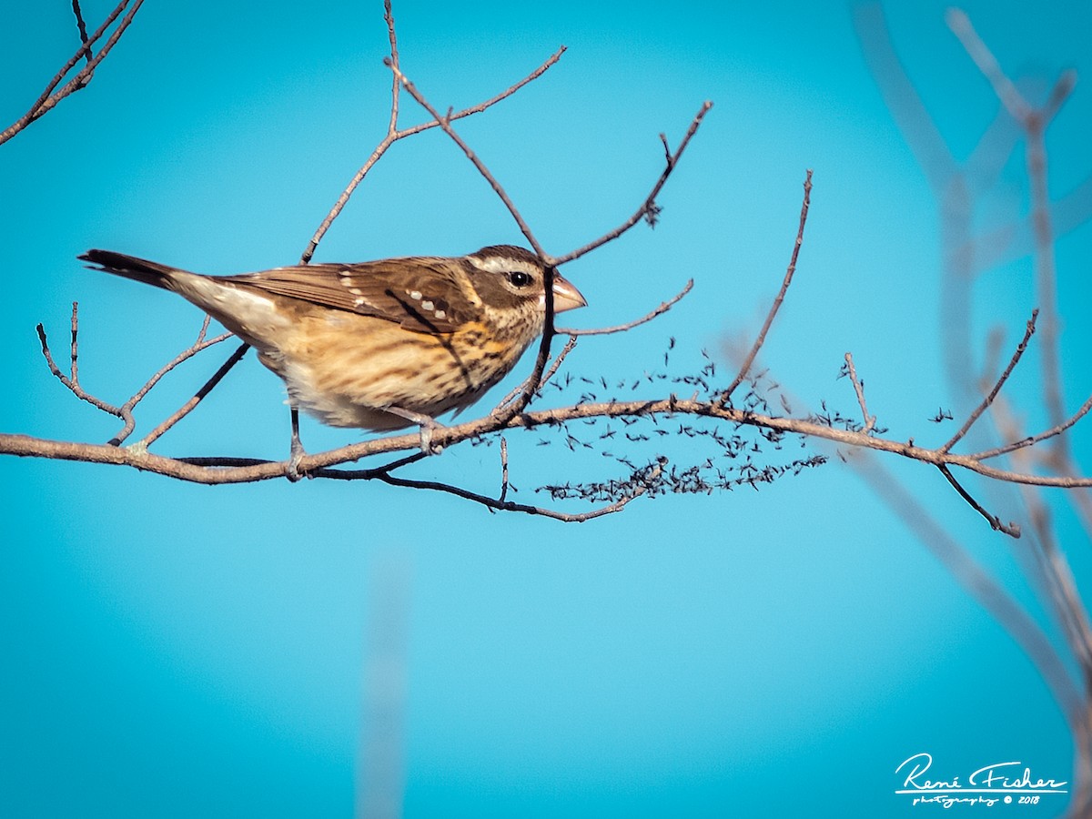 Rose-breasted Grosbeak - ML159090001