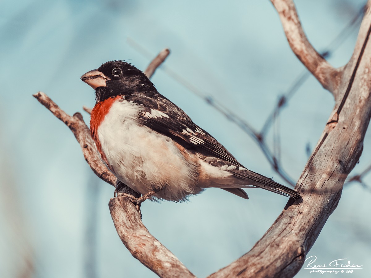 Rose-breasted Grosbeak - ML159090011