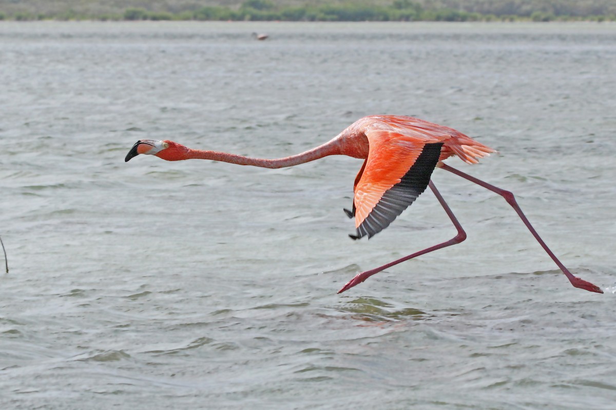 American Flamingo - ML159090351