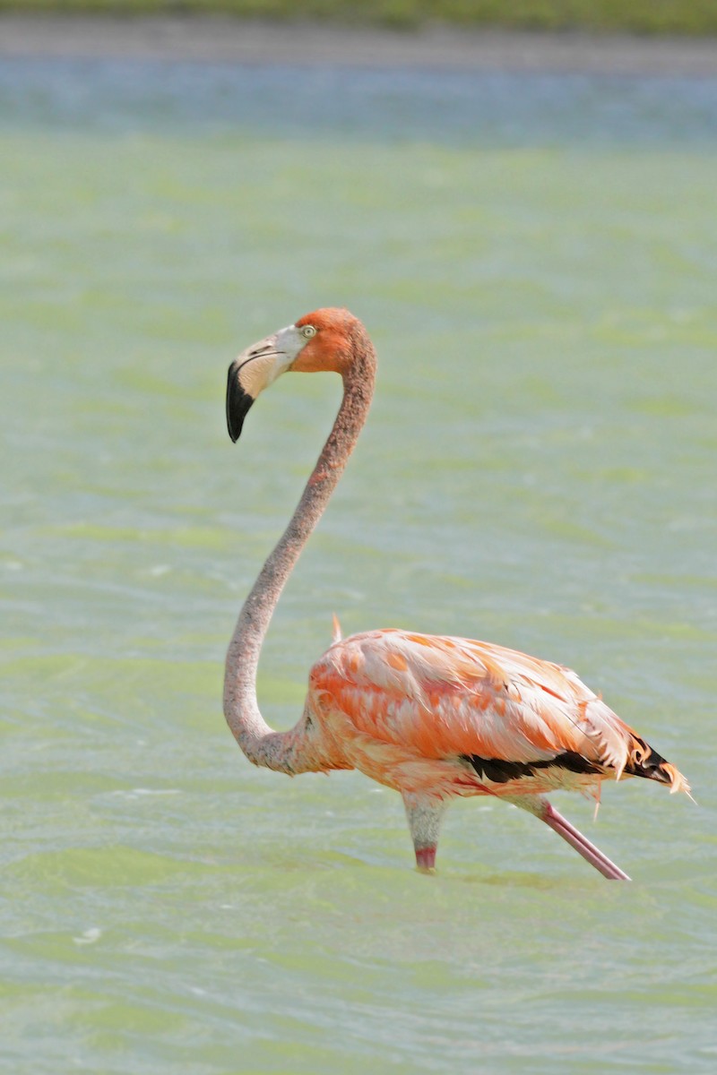 American Flamingo - ML159090361
