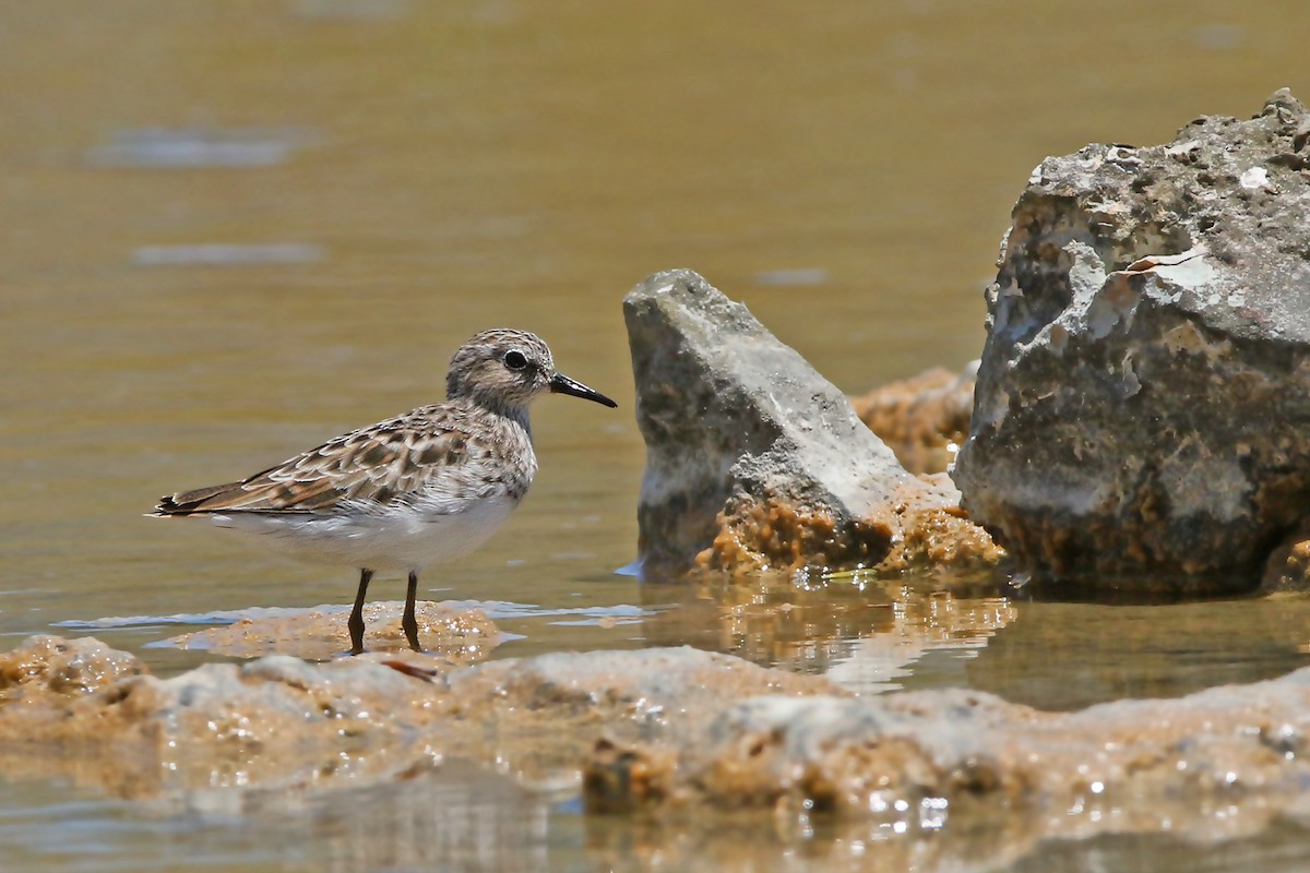 Least Sandpiper - ML159090541