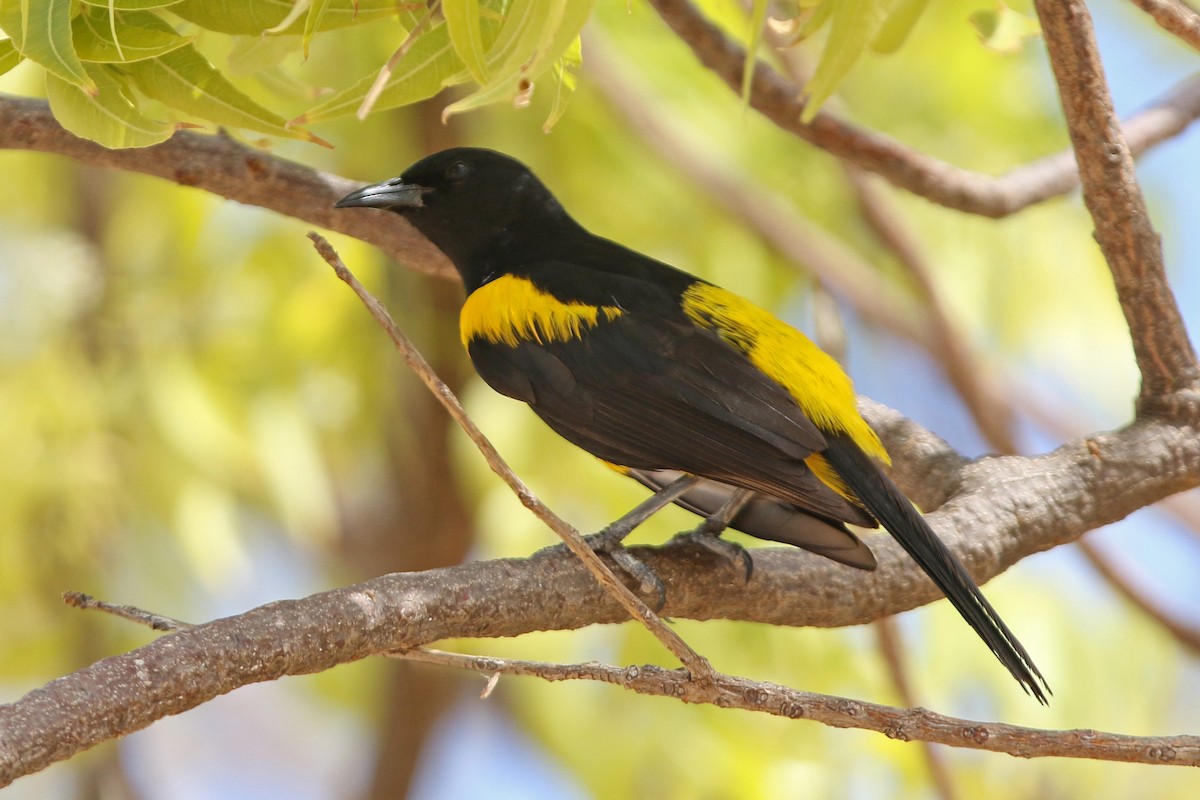 Hispaniolan Oriole - Leo Hesse