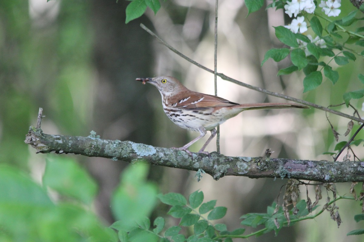 Brown Thrasher - ML159090971