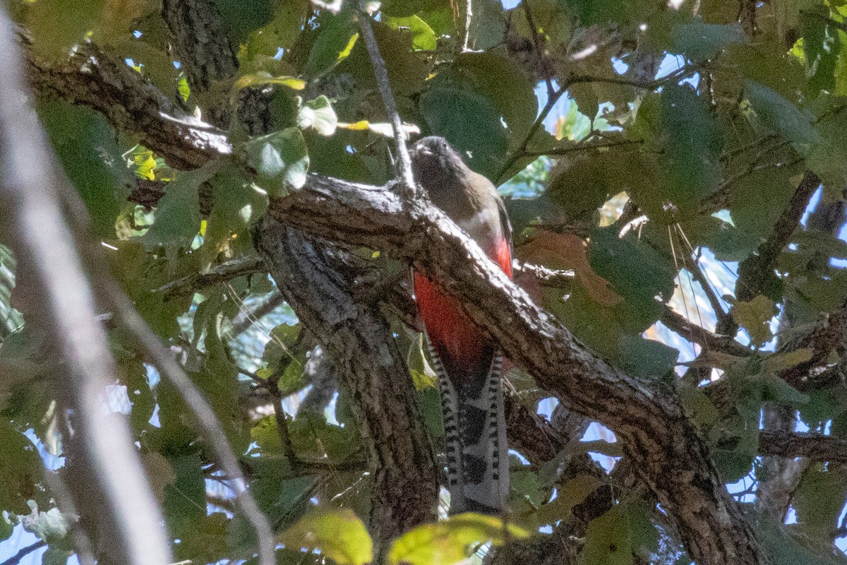 Mountain Trogon - ML159091571