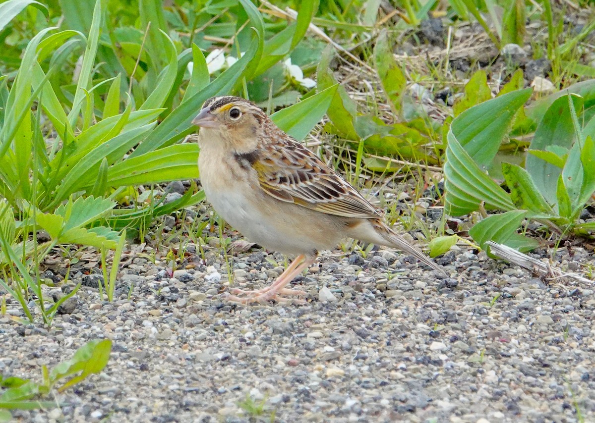 Grasshopper Sparrow - Gale VerHague
