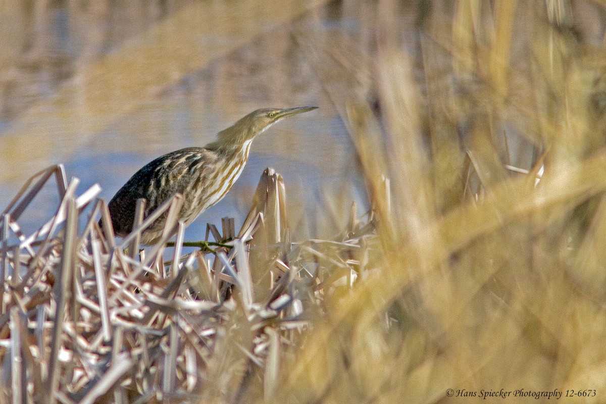 American Bittern - ML159092101