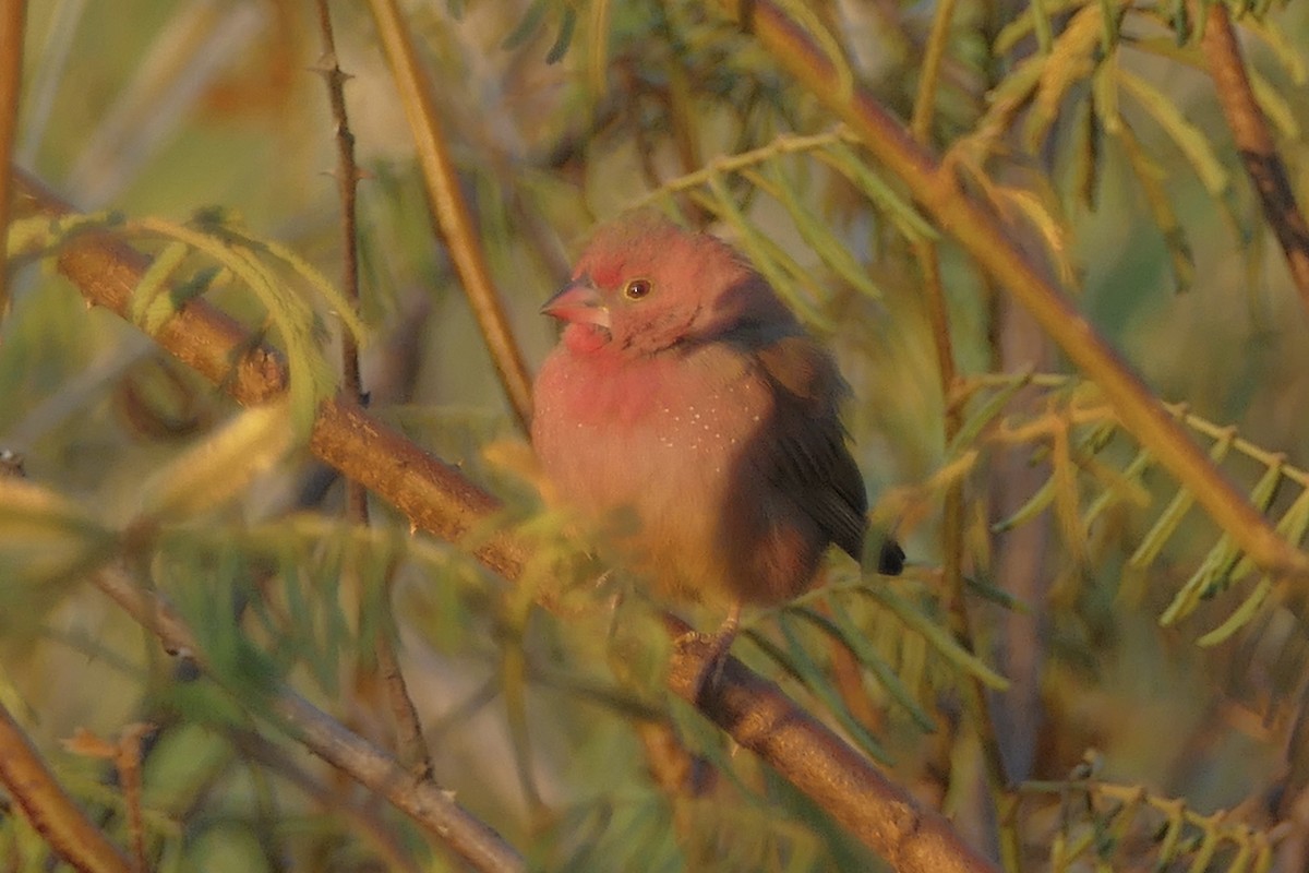 Brown Firefinch - ML159093031