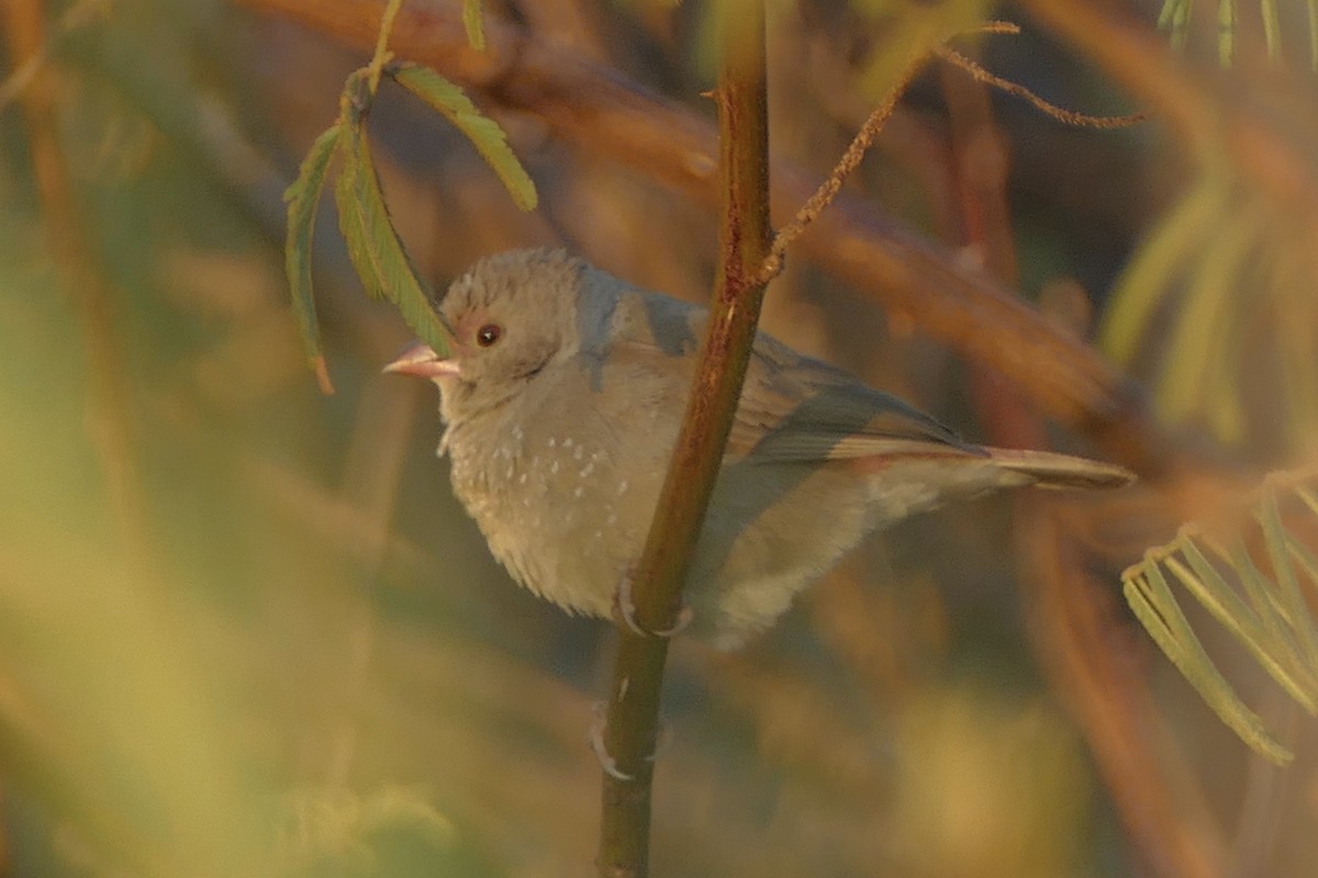 Brown Firefinch - ML159093041