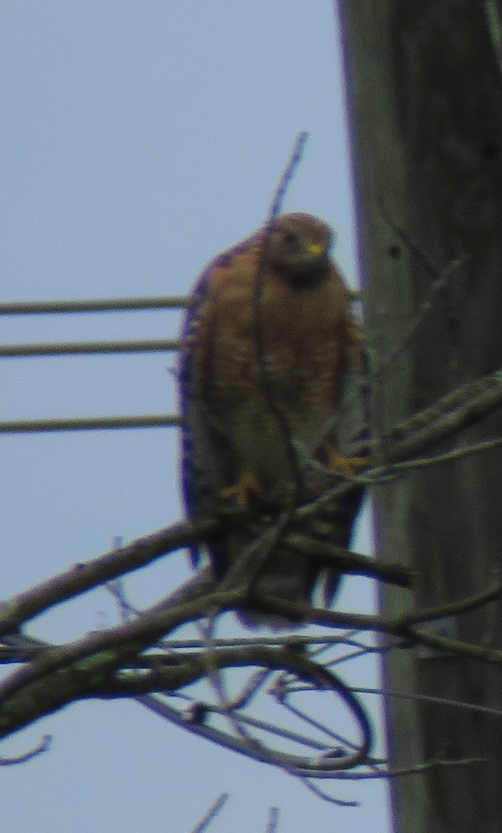 Red-shouldered Hawk - Zella Nisley