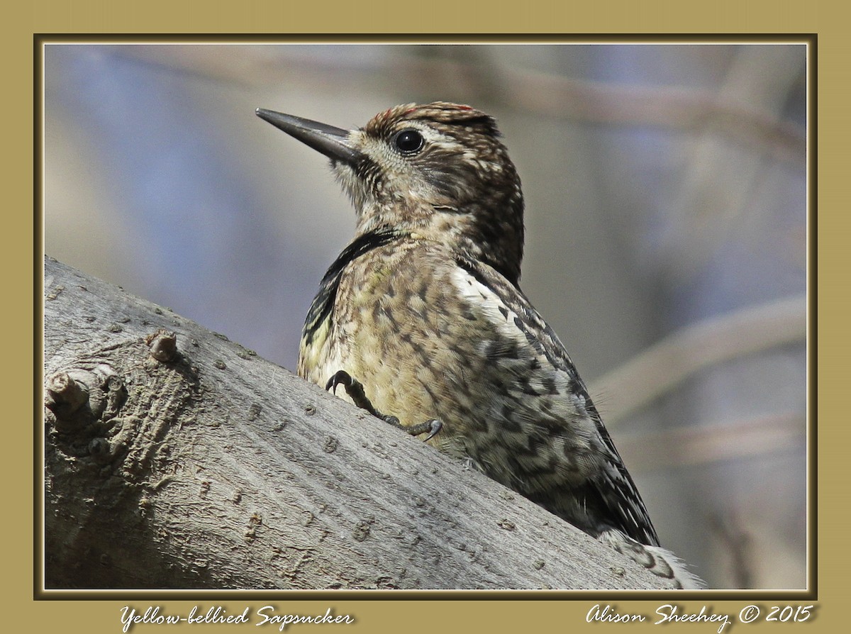 Yellow-bellied Sapsucker - ML159094701