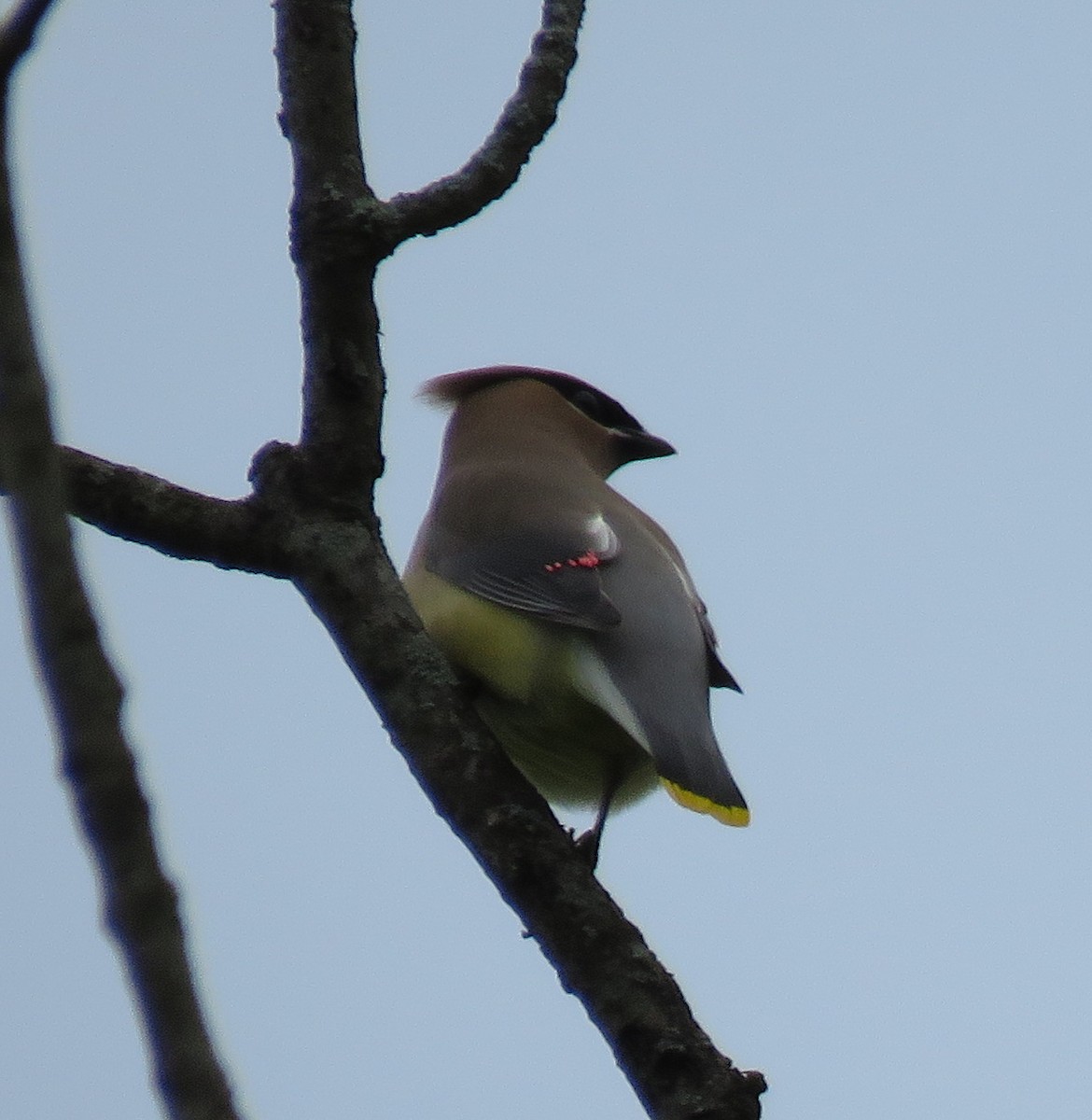 Cedar Waxwing - ML159094821