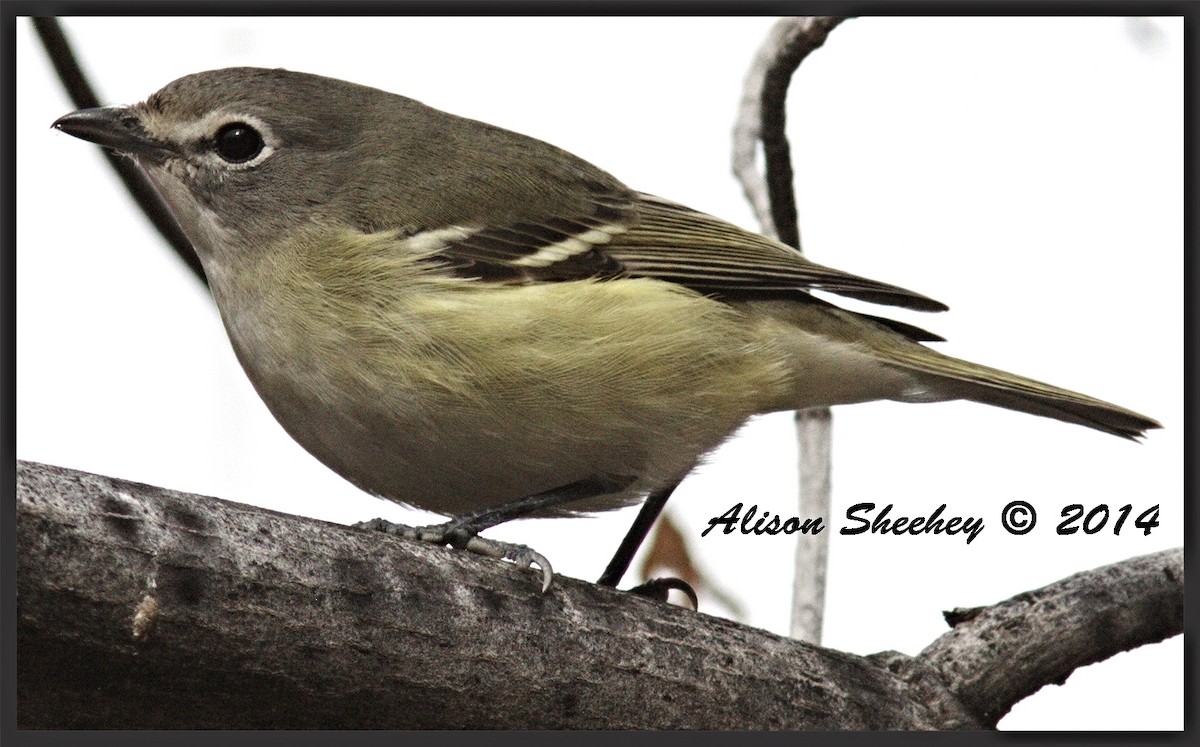 Cassin's Vireo - ML159097141