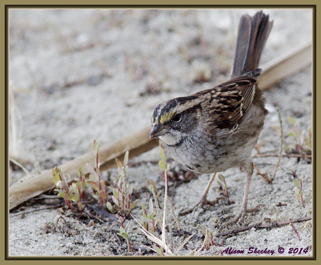 White-throated Sparrow - ML159098741