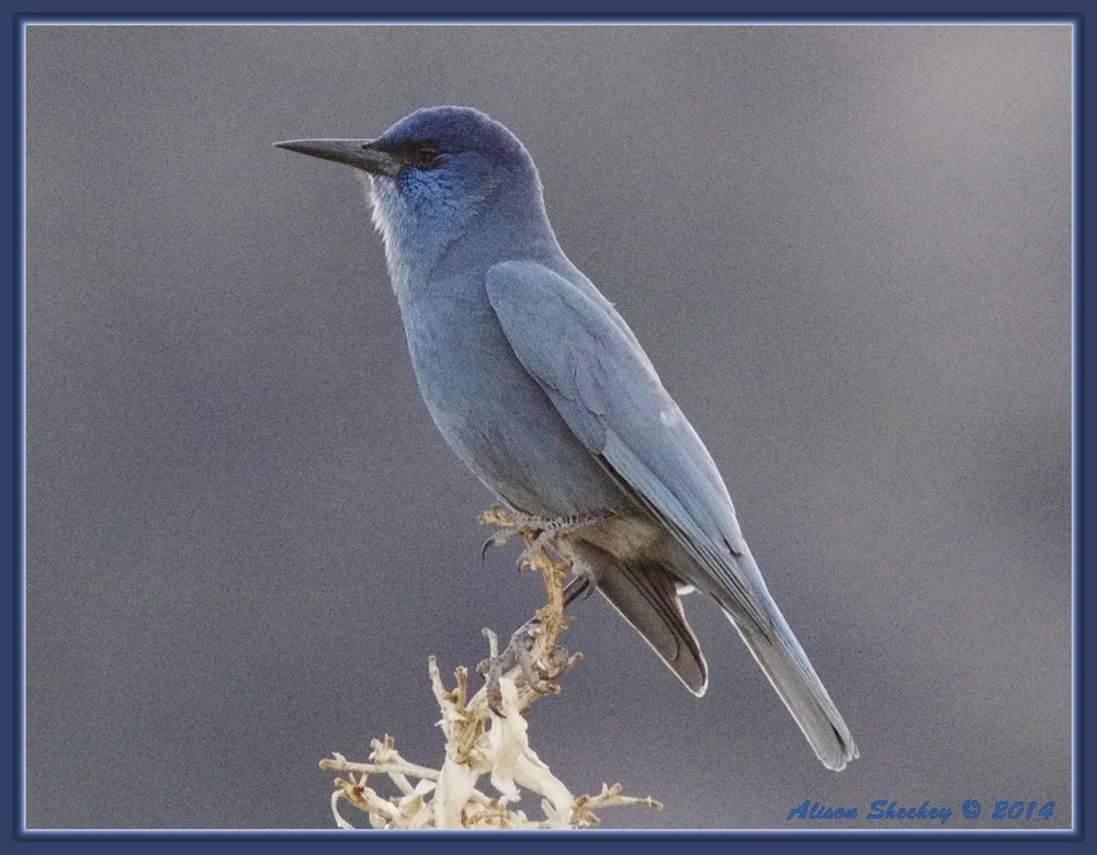 Pinyon Jay - Alison Sheehey