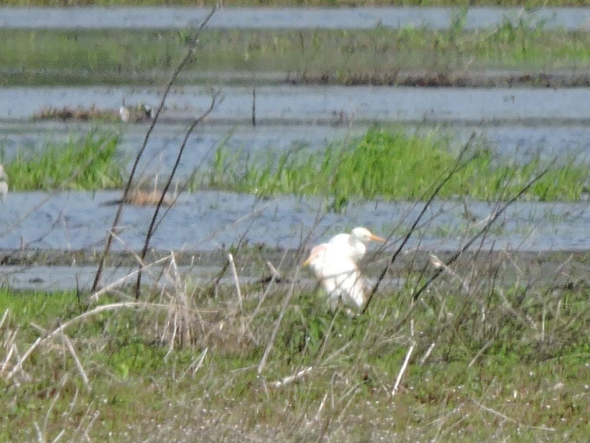 Western Cattle Egret - ML159099571