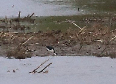 Black-necked Stilt - Yves Dugré