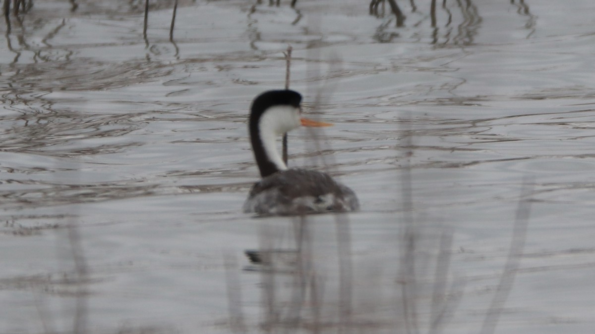 Clark's Grebe - ML159101291