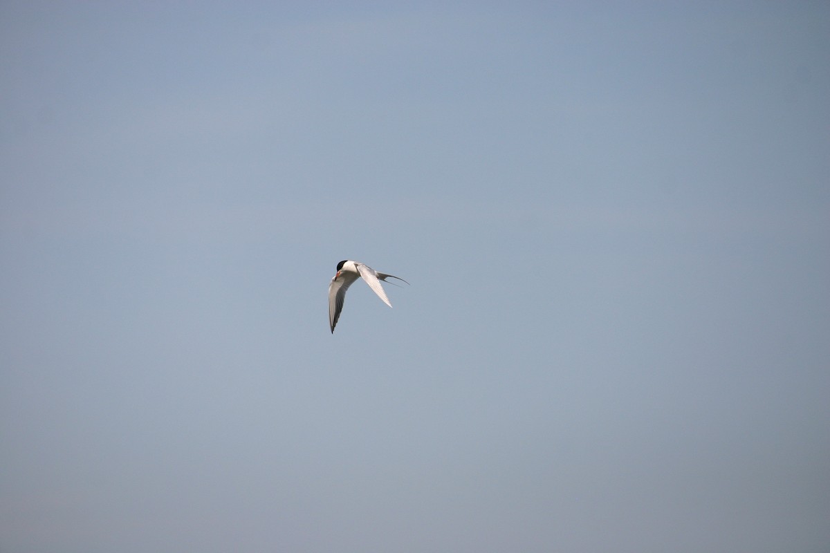 Forster's Tern - ML159101441