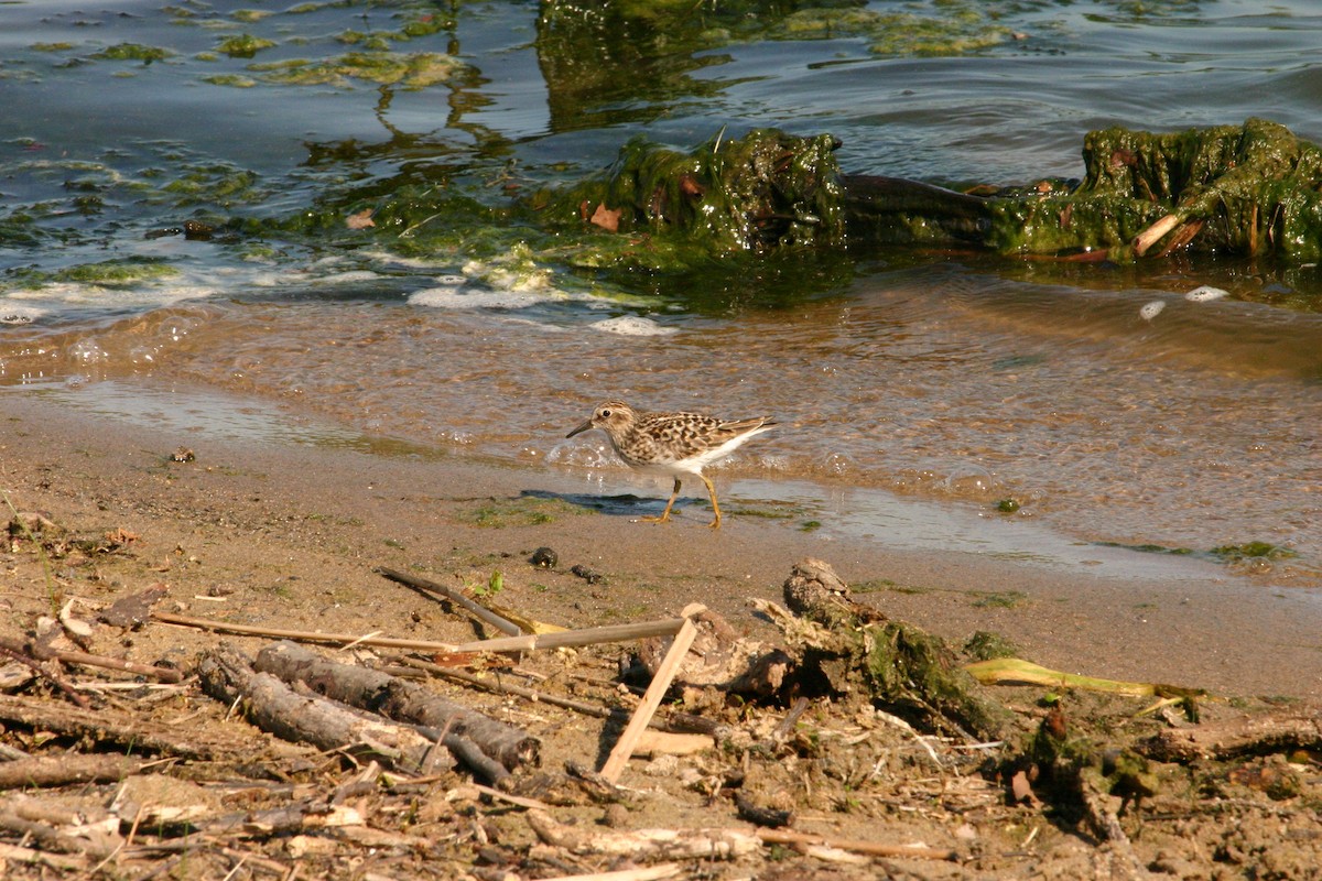 Least Sandpiper - ML159101711