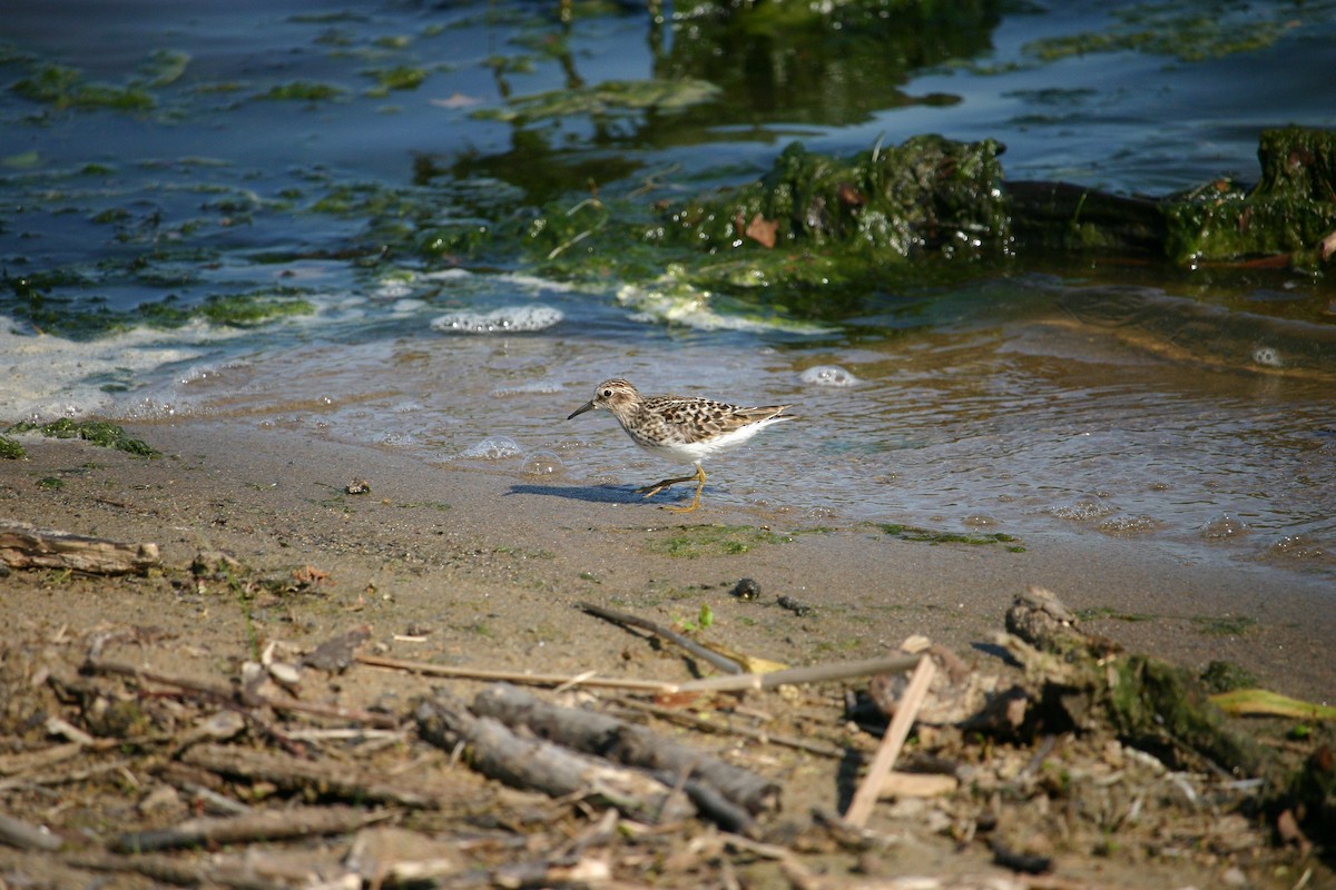 Least Sandpiper - ML159101831