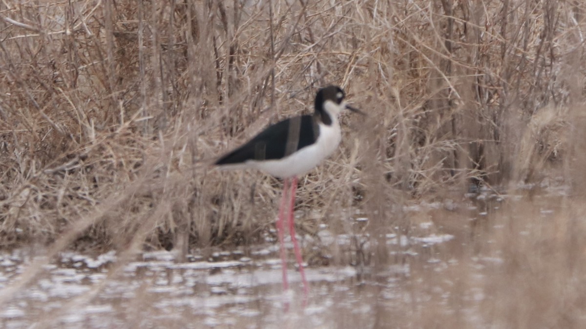 Black-necked Stilt - ML159101861