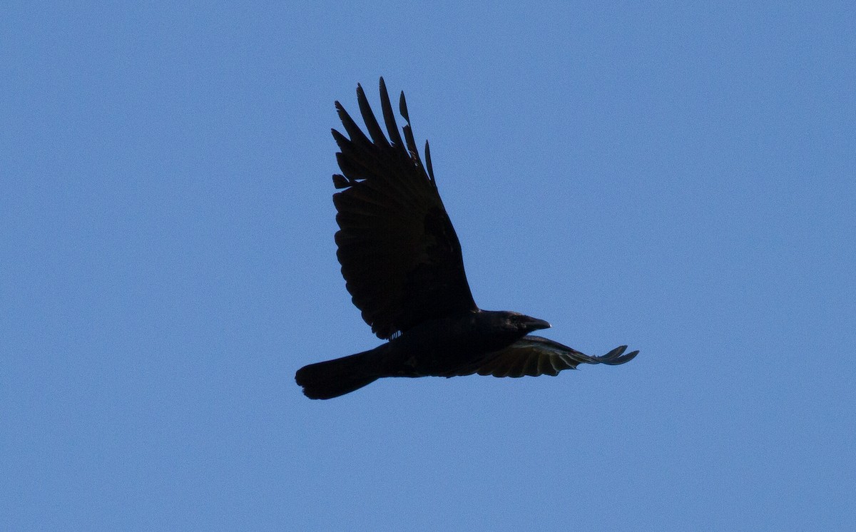 Corvus sp. (crow sp.) - ML159102971